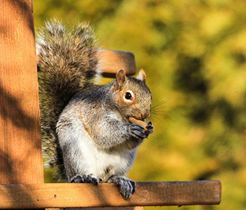 Extra Large Virginia Peanuts for Animals, 25 LBS C6196