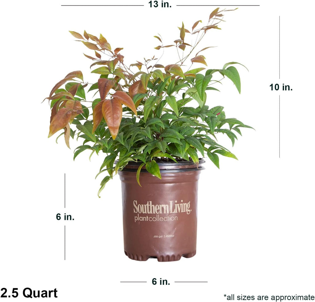 Blush Pink Nandina Evergreen Shrub, Full Sun Live Plant Q774