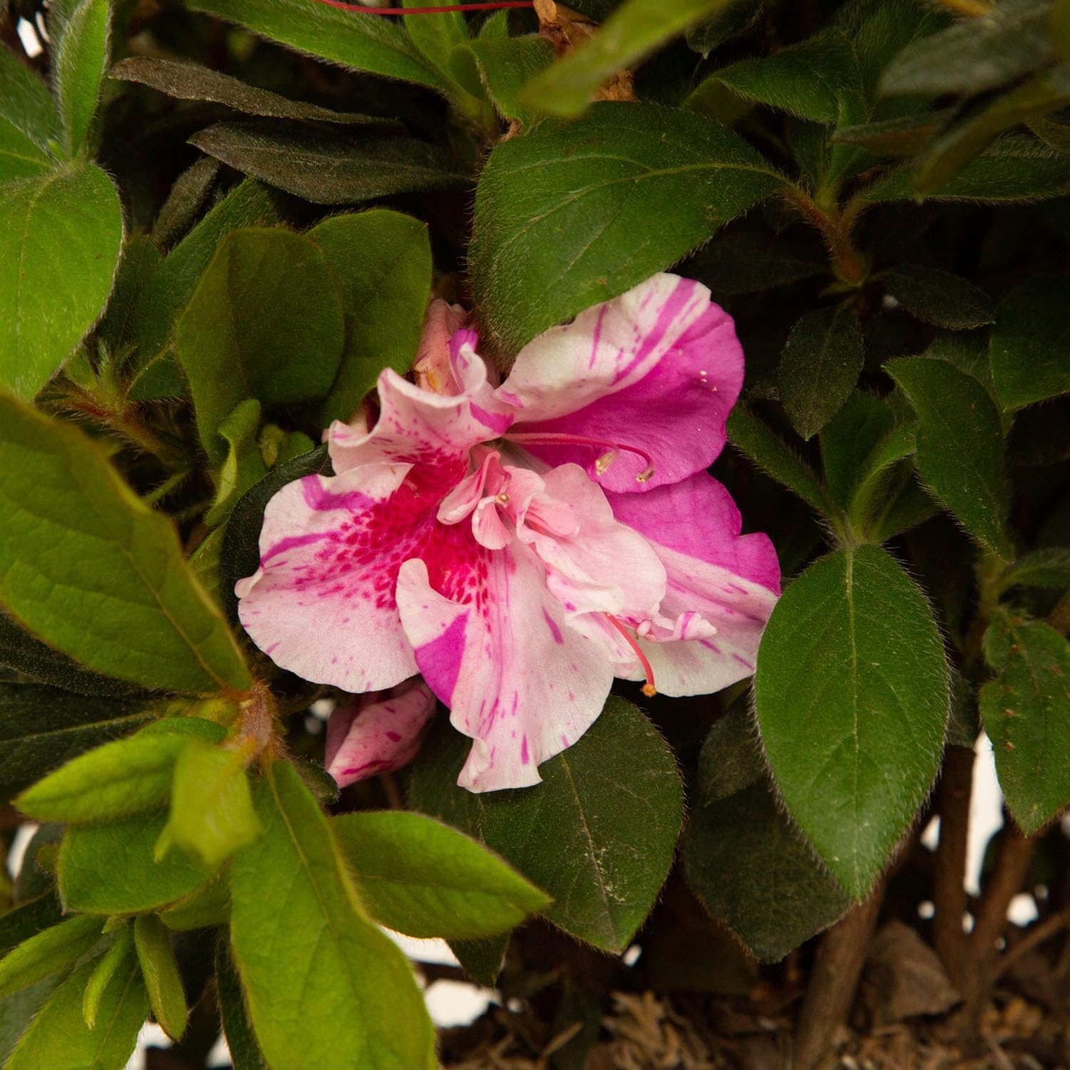 Autumn Twist Azalea Pink Flowering Shrub Outdoor Plant C672858