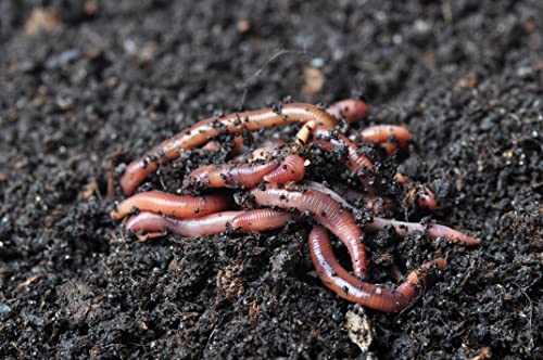 1/2 lb (~500) Red Wiggler Compost Worms for Home Composting and Gardens T98163