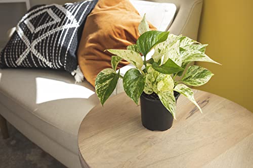 Live Pothos Plants 4PK Indoor Houseplants I57081
