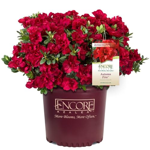 Autumn Fire Encore Azalea Shrub, 3 Gal. B569