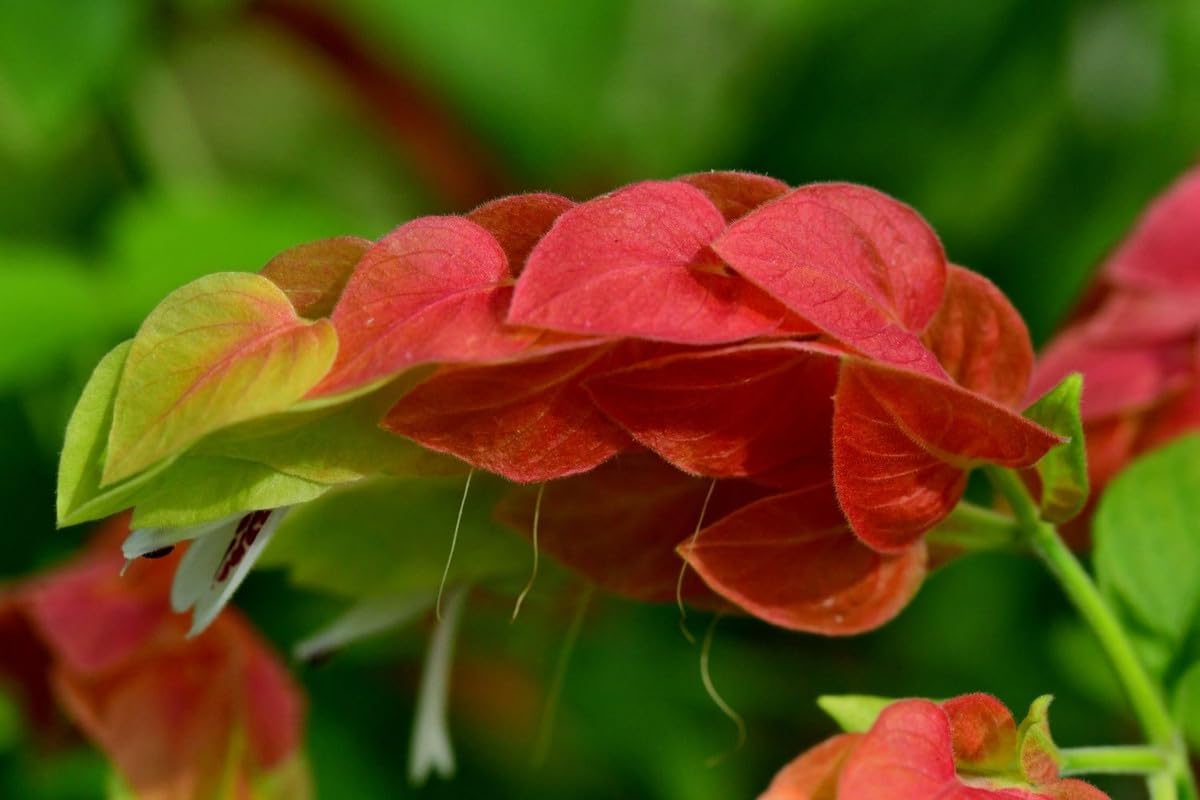 Live Shrimp Plant, Justica Brandegeana, 4 Live Plants, 5 Inches Tall C32049