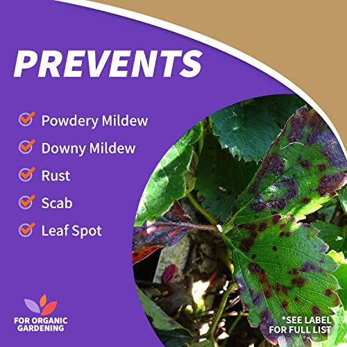 Neem Oil Spray, 32 oz, Multi-Purpose Fungicide and Insecticide Z27315