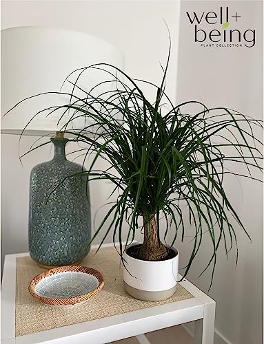 Ponytail Palm Live Houseplant in Growers Pot G933