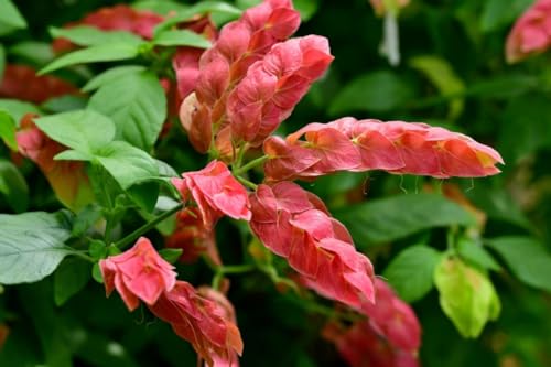 2 Live Shrimp Plants, Yellow Shrimp Plant, 5 Inches Tall Seedling R3825