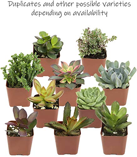 Live Succulent Plants (20 Pack) Assorted Potted House Plants D888124