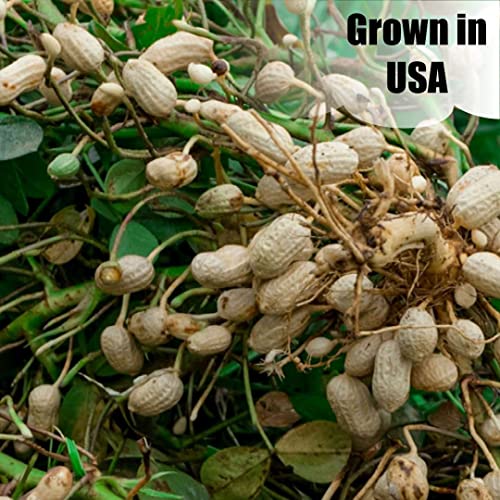 Wildlife Shelled Peanuts, 10 lbs for Birds and Squirrels Y354