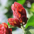 2 Red Shrimp Plants Live, Live Shrimp Plants, 3 to 5 Inc Tall, Shrimp Plant Pot, Shrimp Live Plants for Garden, 2 Plants