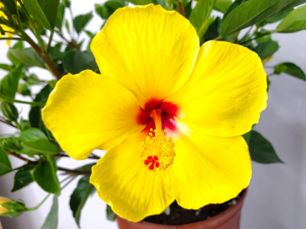 Yellow Hibiscus Plant with Red Throat, Full Sunlight K4934