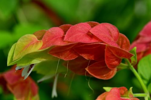 2 Live Shrimp Plants, Yellow Shrimp Plant, 5 Inches Tall Seedling R3825