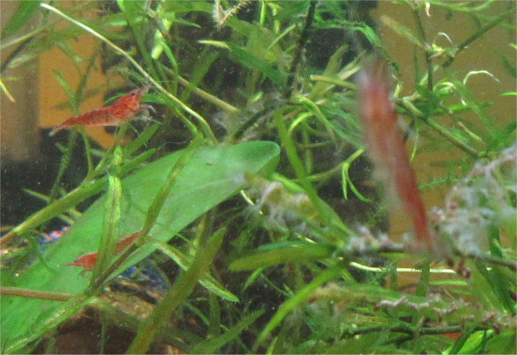 Red Cherry Shrimp Freshwater Aquarium Shrimp A923395