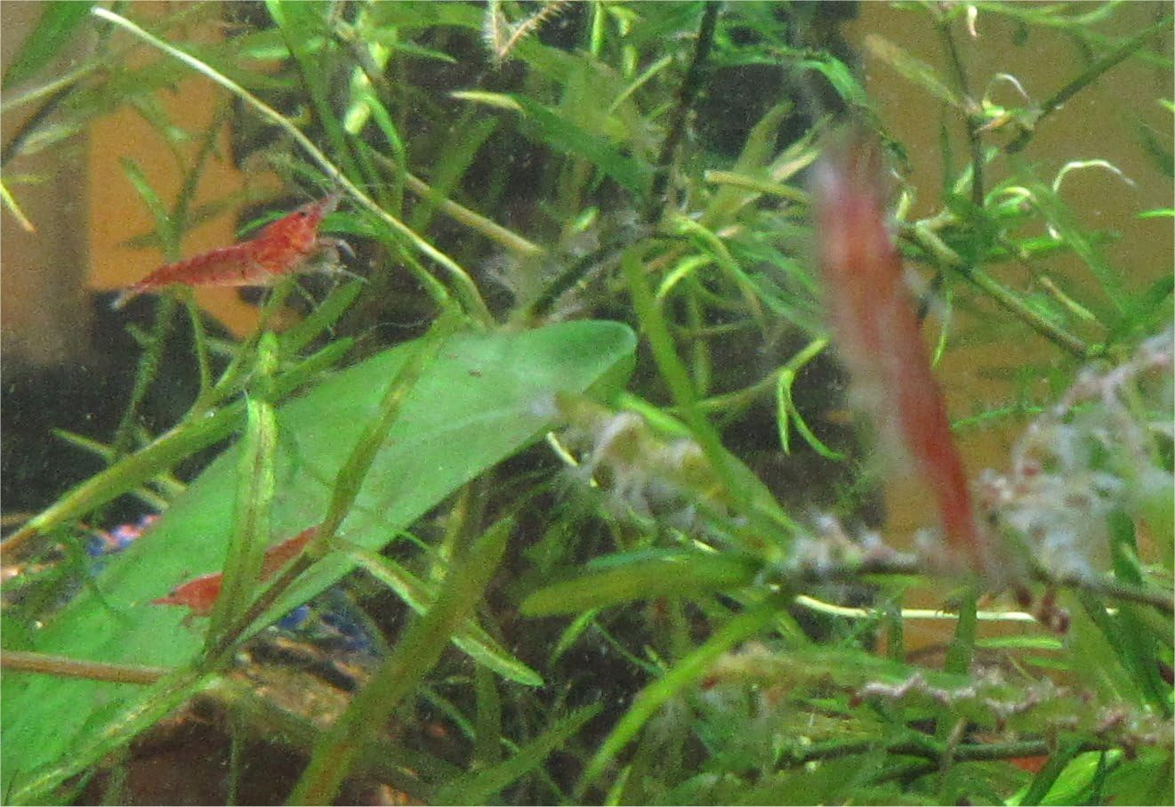 Red Cherry Shrimp Freshwater Aquarium Shrimp A923395
