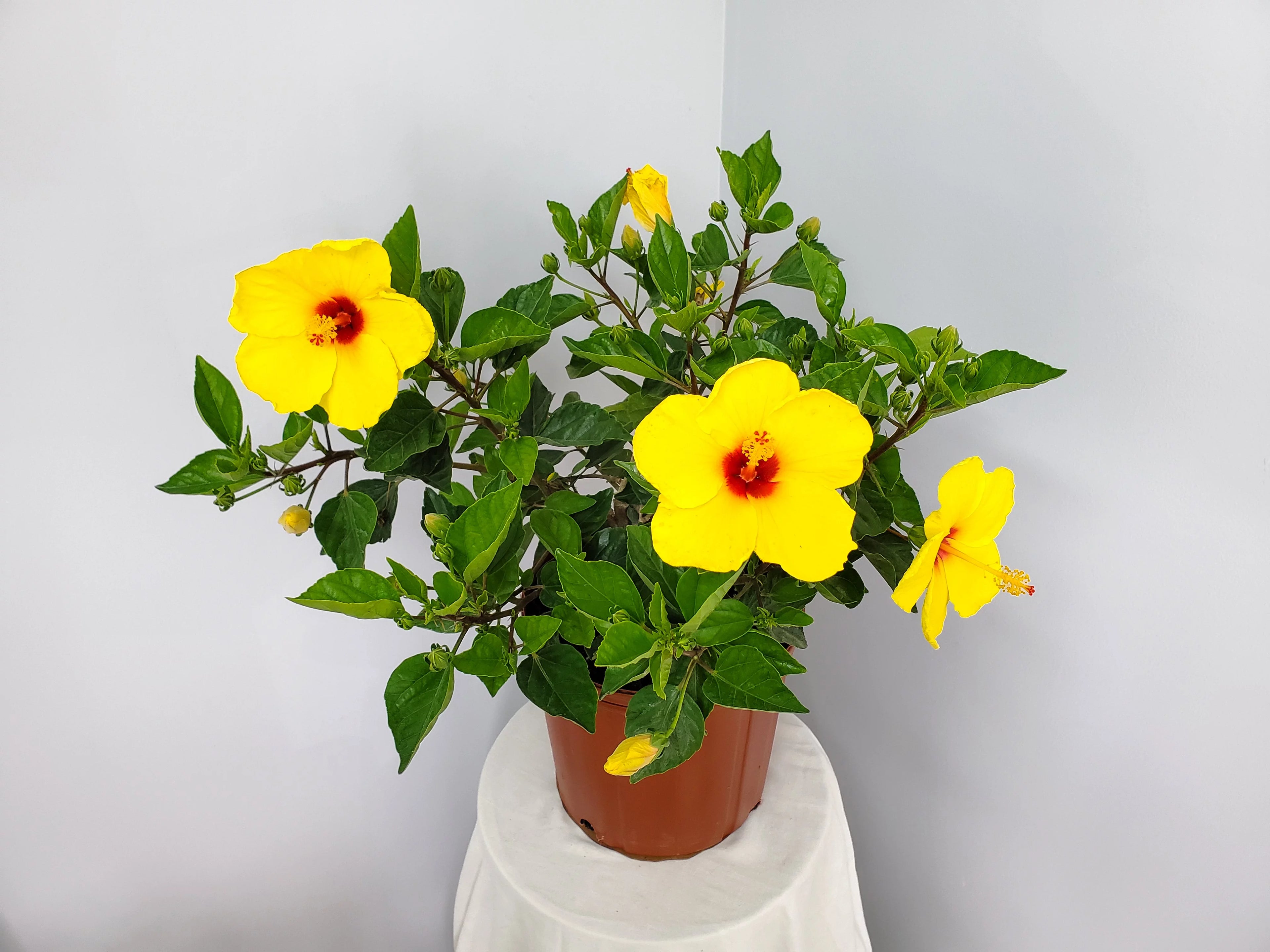 Yellow Hibiscus Plant with Red Throat, Full Sunlight K4934