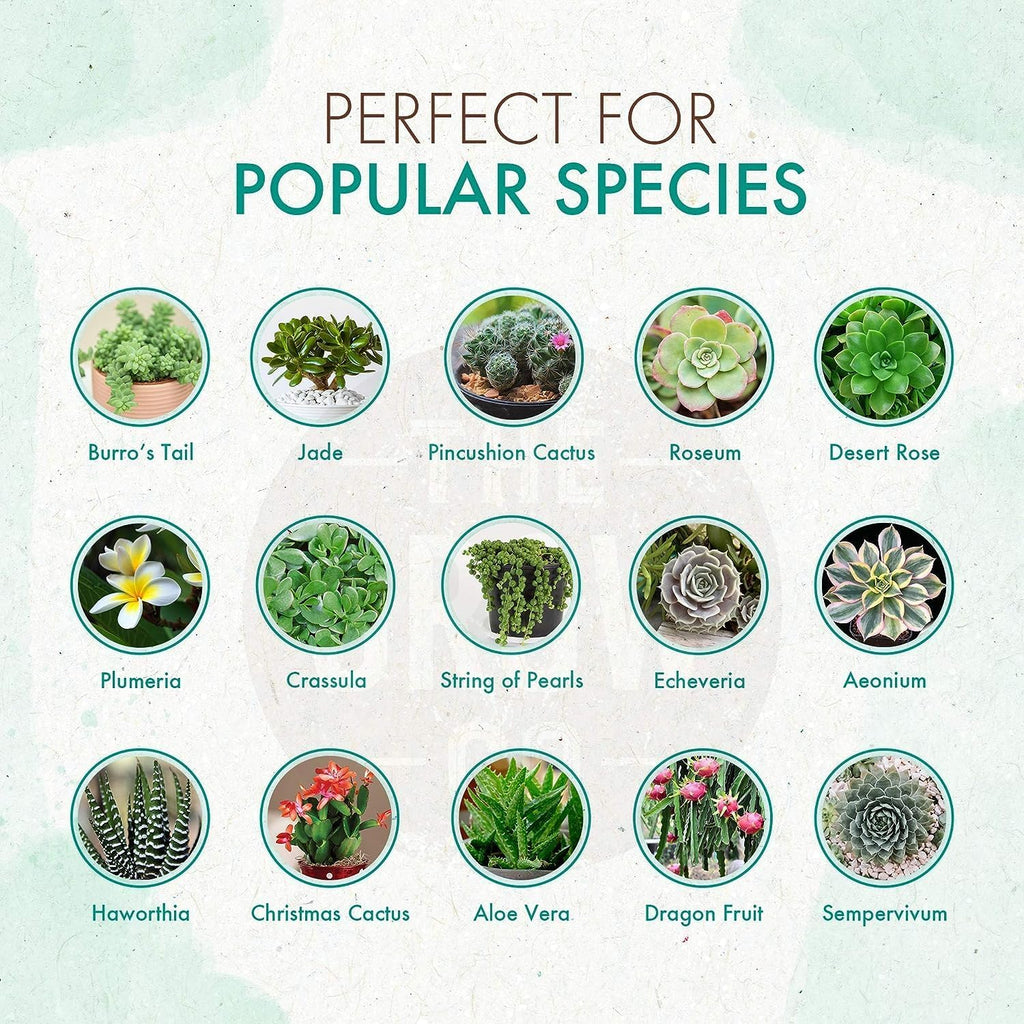 Succulent & Cactus Plant Food, Slow Release Fertilizer for Potted Plants, 5 oz P1948
