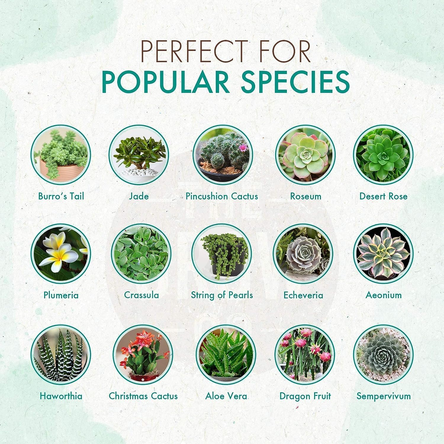 Succulent & Cactus Plant Food, Slow Release Fertilizer for Potted Plants, 5 oz P1948