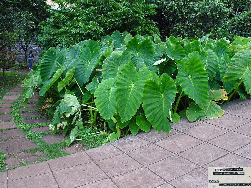 Colocasia gigantea Thailand Giant Elephant Ear Huge Leaf (3 Bulbs) F225059