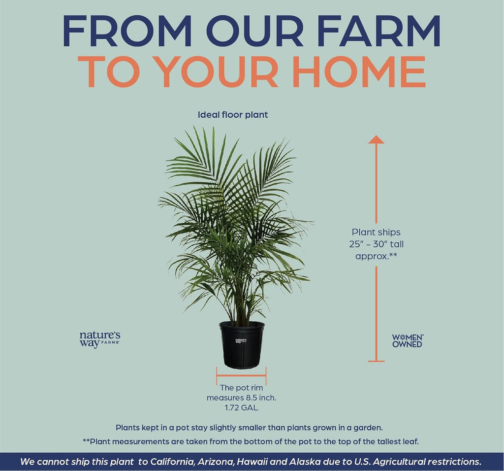 Majesty Palm Live Plant, Indoor Outdoor Palm Tree, in Growers Pot, 3-4 Feet Tall B726884