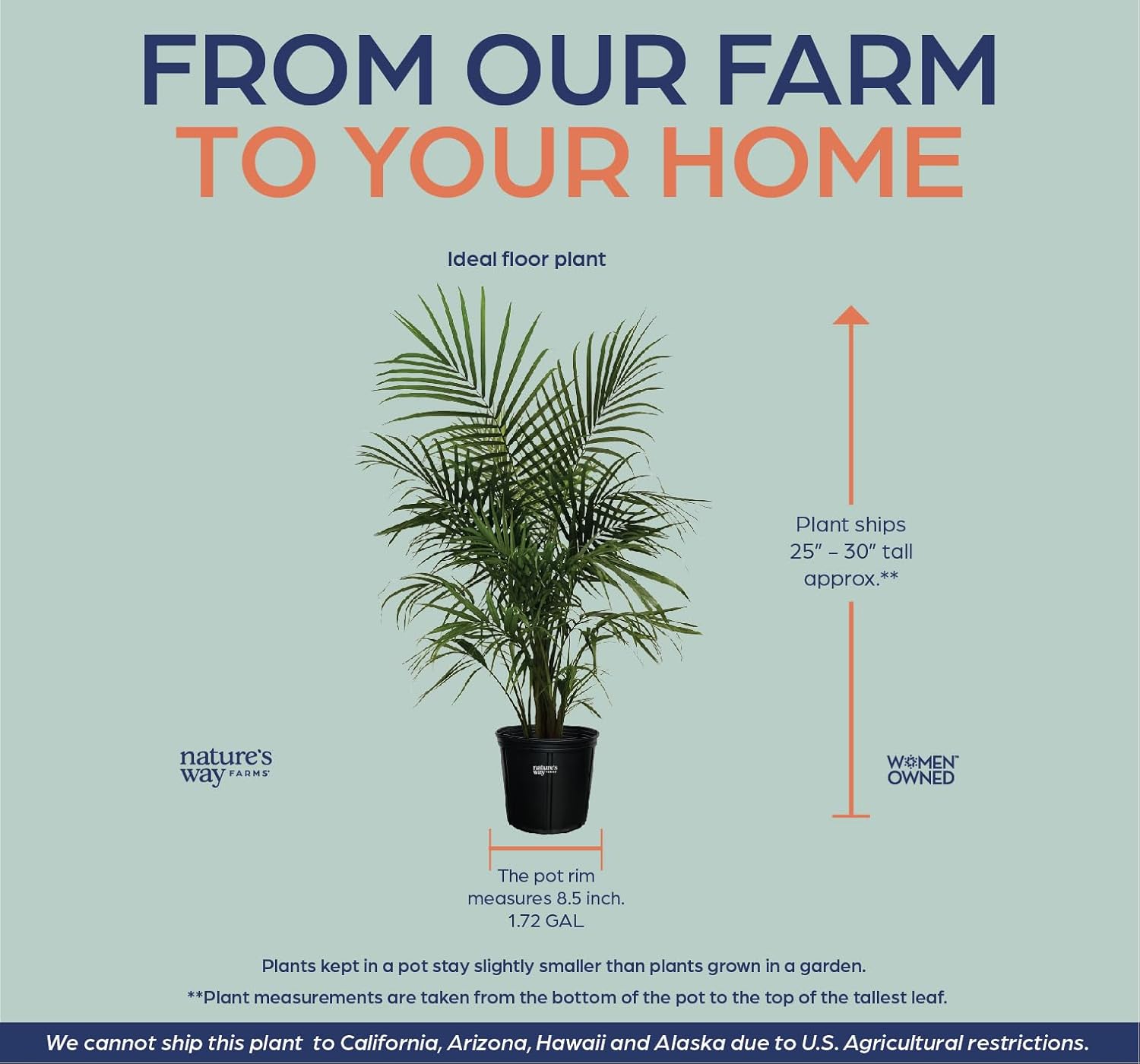 Majesty Palm Live Plant, Indoor Outdoor Palm Tree, in Growers Pot, 3-4 Feet Tall B726884