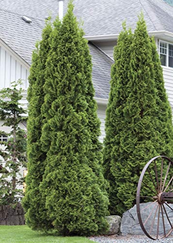 Green Giant Arborvitae Shrub, Quart Pot H3081