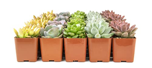 Live Succulent Plants (20 Pack) Assorted Potted House Plants D888124