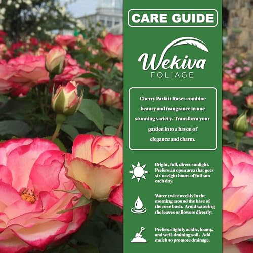 Cherry Parfait Rose Bush - Live Starter Plant in 2 Inch Pot B782435