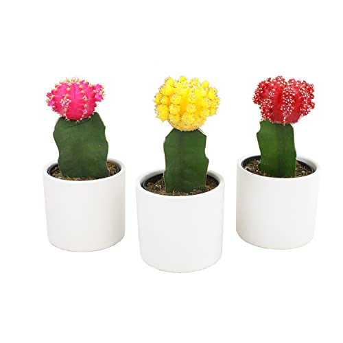 Grafted Cactus Plants in White Pots, 3 Pack O764