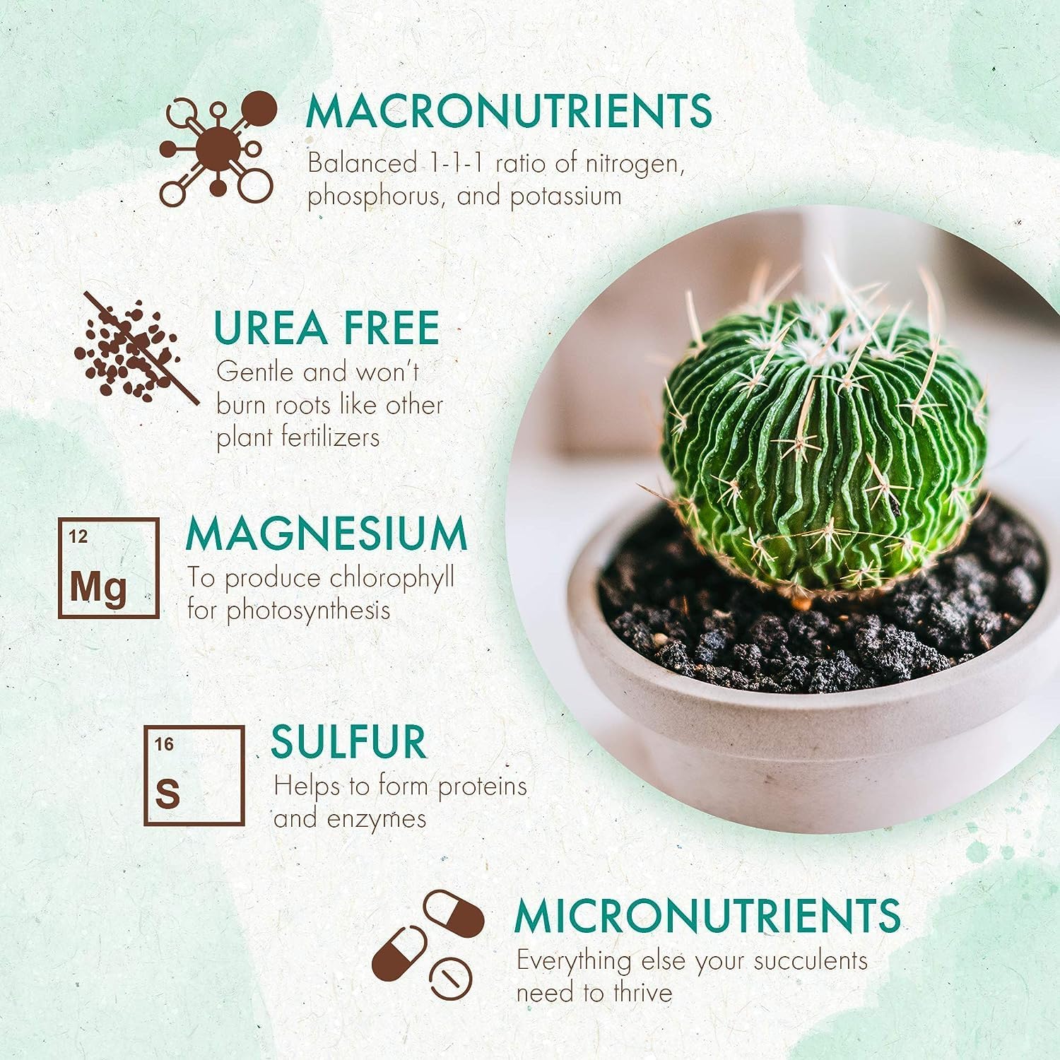 Succulent & Cactus Plant Food, Slow Release Fertilizer for Potted Plants, 5 oz P1948