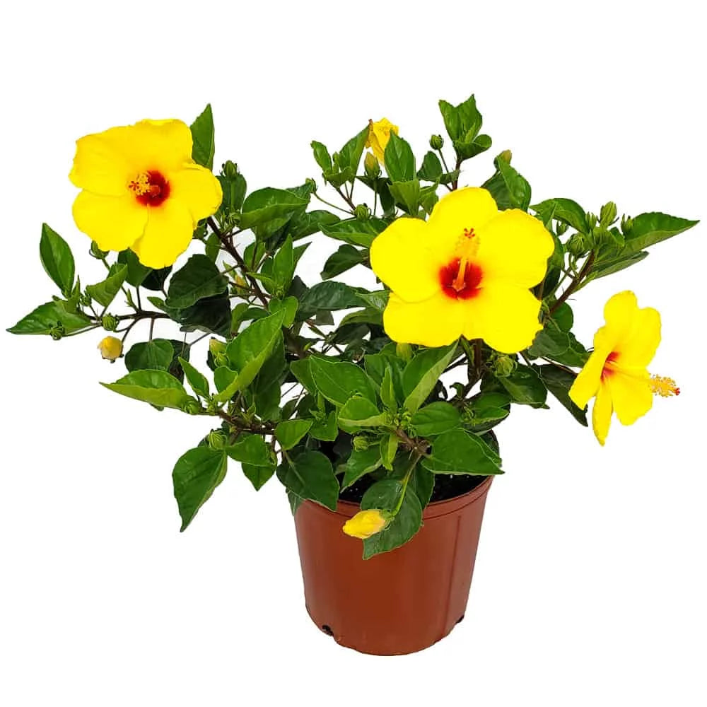 Tropical Plants of Florida 22" to 26" Yoder Yellow Hibiscus Plant with Red Throat; Full Sunlight, Flowering Plant