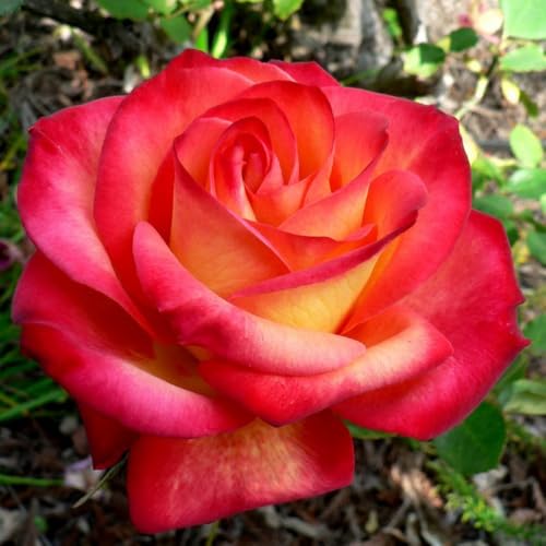 Double Rose Bush Live Plant with Soil 5-8 Inch Tall U115