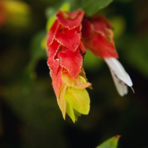 2 Red Shrimp Plants, 3-5 in Tall, for Garden W819857