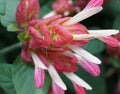 Live Justicia Brandegeeana Plant Red Shrimp Plant Shrimp Bush Plant Shrimp Flower Plant 5 to 7 Inch Tall