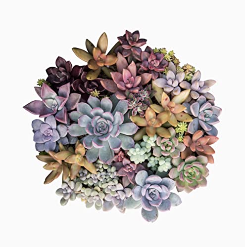 Live Succulent Plants (20 Pack) Assorted Potted House Plants D888124