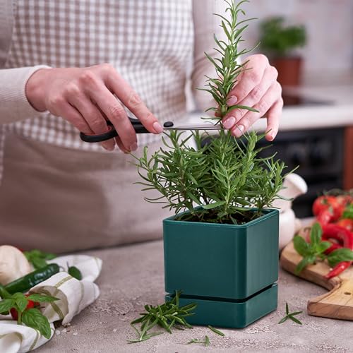4 Inch Plastic Herb Planter Pot with Drainage Holes and Saucer, White, Set of 3 V50113