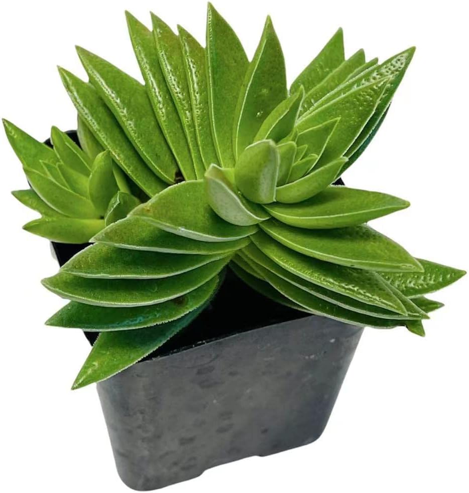 Live Succulent Cactus Plants from USKC (2"Pot) (Crassula Corymbulosa)