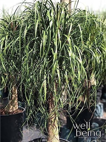 Ponytail Palm Live Houseplant in Growers Pot G933