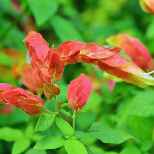 2 Red Shrimp Plants, 3-5 in Tall, for Garden W819857