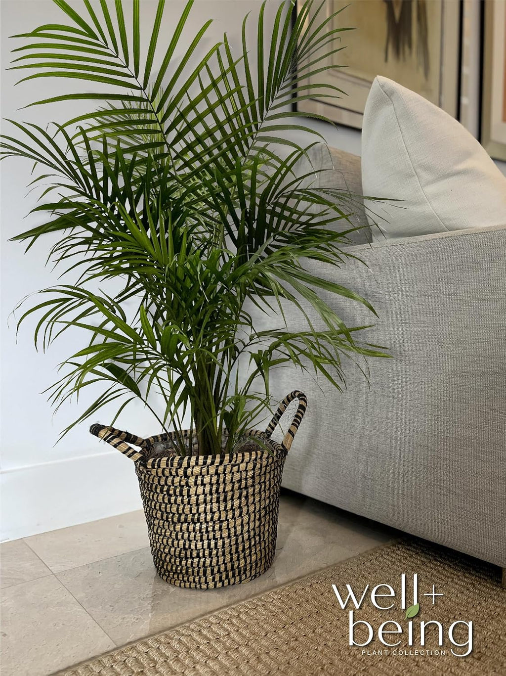 Majesty Palm Live Plant, Indoor Outdoor Palm Tree, in Growers Pot, 3-4 Feet Tall B726884