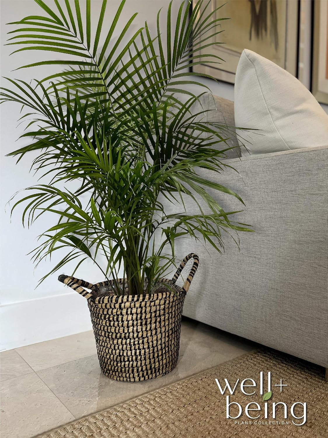 Majesty Palm Live Plant, Indoor Outdoor Palm Tree, in Growers Pot, 3-4 Feet Tall B726884