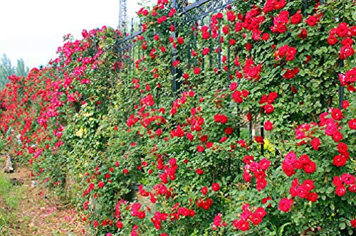 10pcs Climbing Rose Vine Flower Seeds Climber Fragrant (Purple)