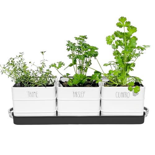 ZESTIGREENS Herb Pot Planter Set with Tray for Indoor Garden or Outdoor Use, White Metal Succulent Potted Planters for Kitchen Windowsill (square herb pots)