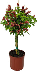 Braided Shrimp Tree - Red Flowers - Overall Height 36" to 42" - Tropical Plants of Florida (Plant Only)