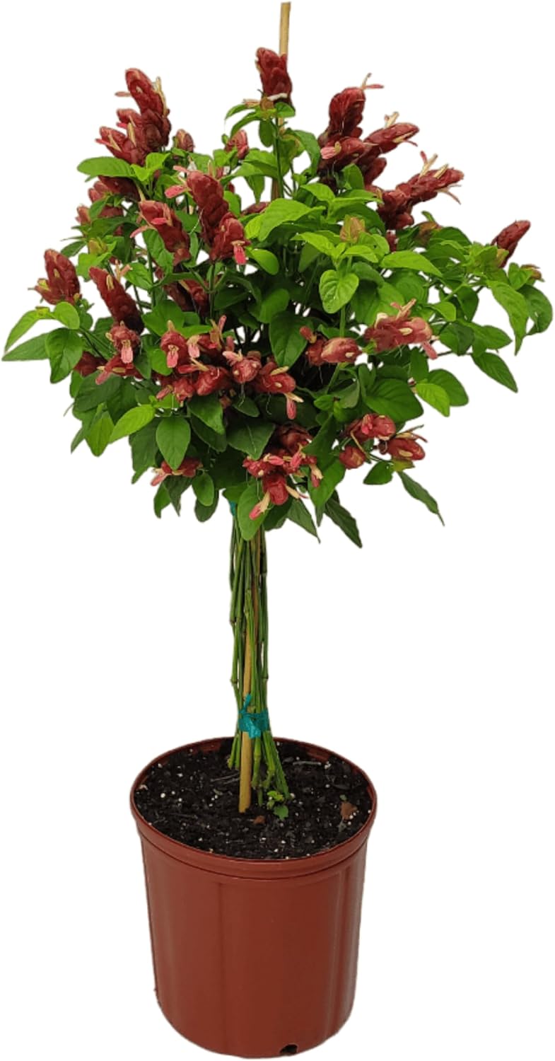 Braided Shrimp Tree - Red Flowers - Overall Height 36" to 42" - Tropical Plants of Florida (Plant Only)