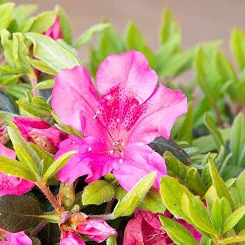 Autumn Sangria Azalea Pink Flowering Shrub Outdoor Plant N116563