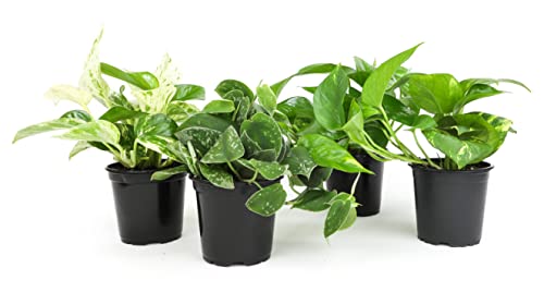 Live Pothos Plants 4PK Indoor Houseplants I57081