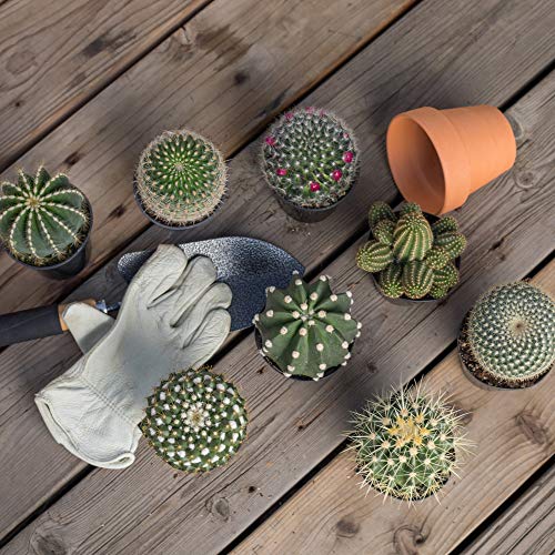 Assorted Cactus Plants Live Succulents (3 Pack) V512446