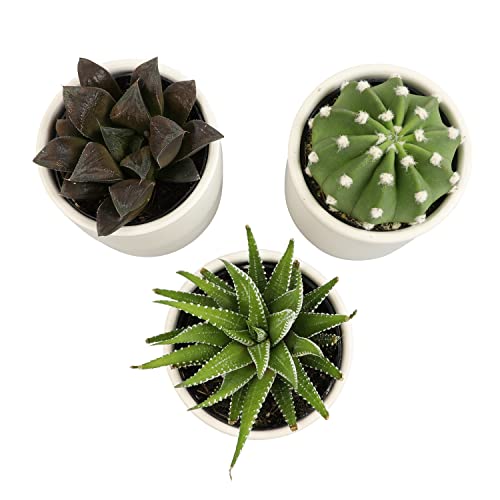 Succulent Plants in Pot Set (3 Pack), Indoor Cactus Houseplants C29242