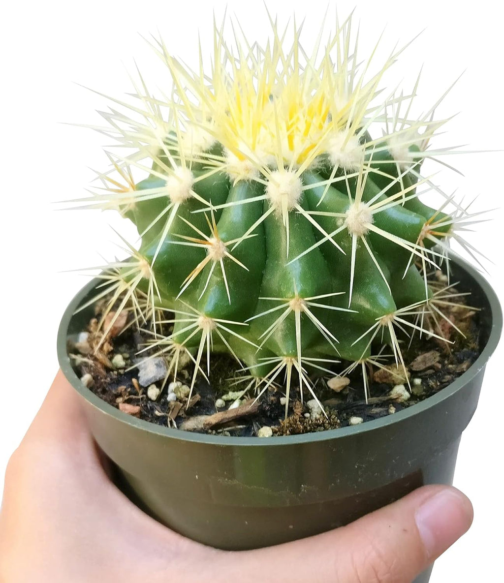 Golden Barrel Cactus 2 inch Assorted Live Succulent Plant Fully Rooted I20983