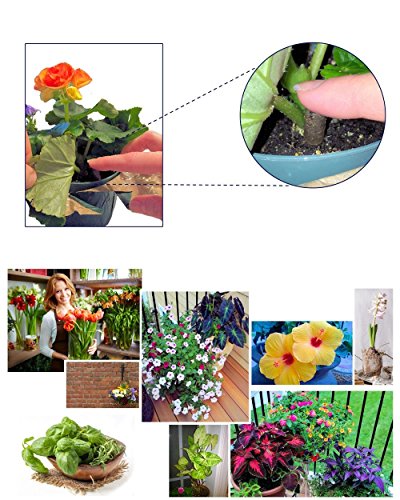 Succulent Plant Food Spikes for Indoor Potted Plants J691