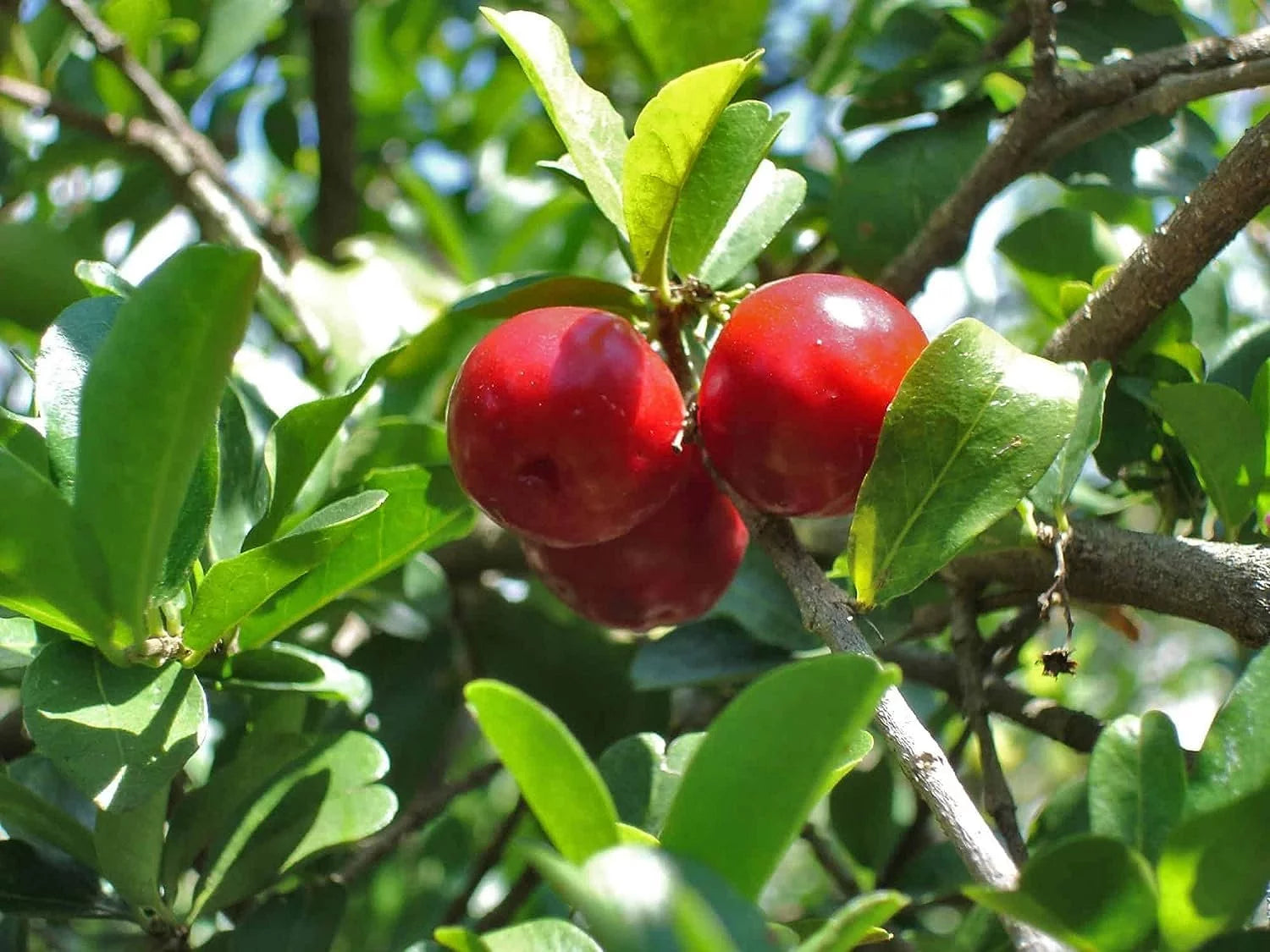 Barbados Cherry Tree Live Plant in 4 Inch Grower's Pot F452303